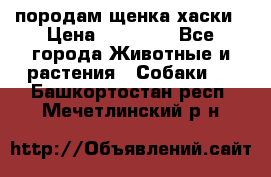 породам щенка хаски › Цена ­ 10 000 - Все города Животные и растения » Собаки   . Башкортостан респ.,Мечетлинский р-н